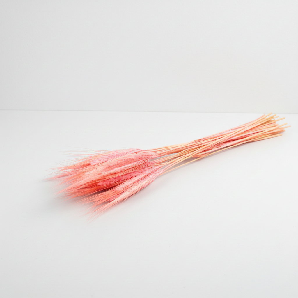 Sušená Pšenice vousatá růžová – detail a dekorace